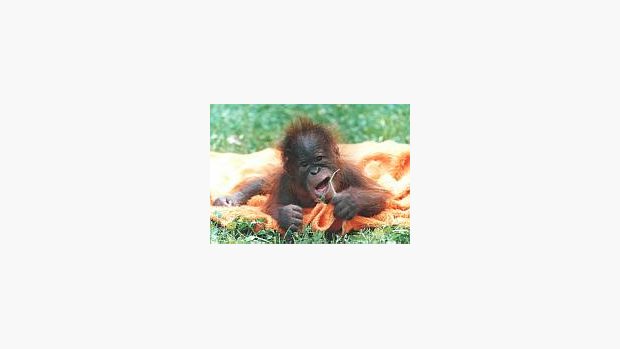 Malý orangutánek Filip ze ZOO Hodonín