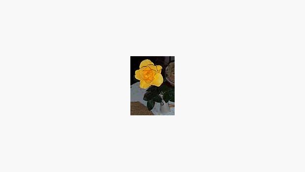 Žlutá růže - celá květina
