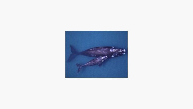 velryba jižní s mládětem