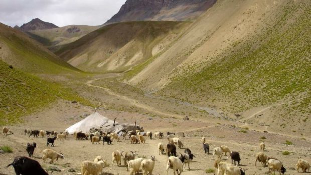 Stádo v údolí mezi Ladakhem a Zanskarem