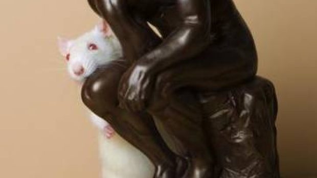 Chytrý laboratorní potkan