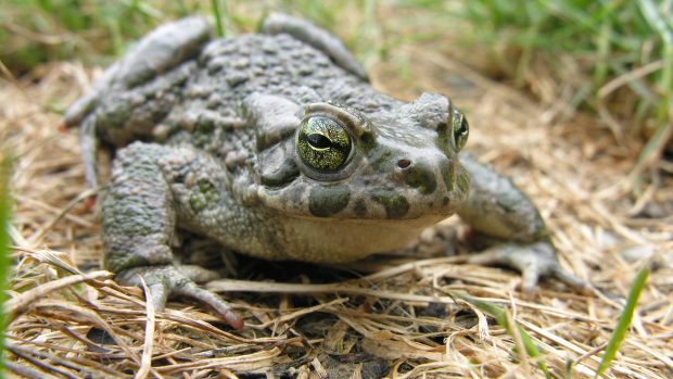 Ropucha zelená (Bufo viridis)