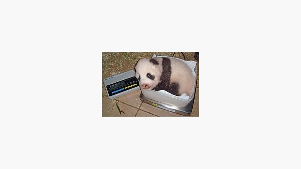 Každý zvuk mláděte pandy je zaznamenáván a analyzován
