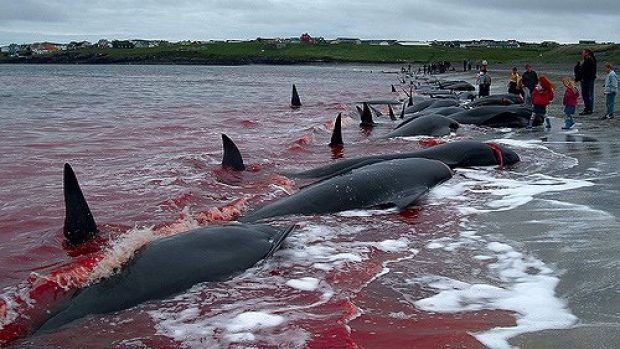 Lov velryb na Faerských ostrovech