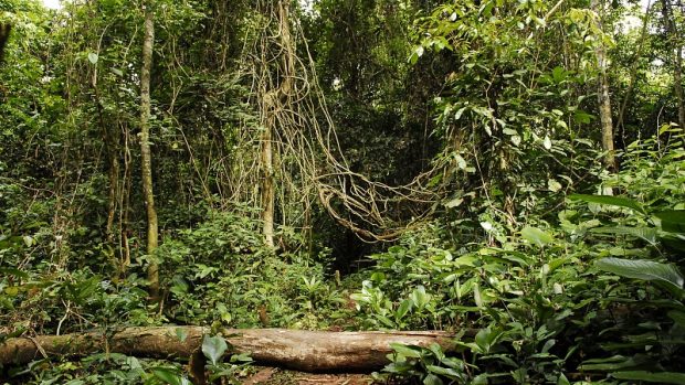 Stezka v tropickém deštném lese