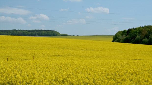 Řepka olejka - jedna z nejčastěji pěstovaných obilnin v ČR