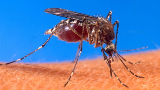 Přenašečem viru horečky chikungunya je komár Aedes aegypti