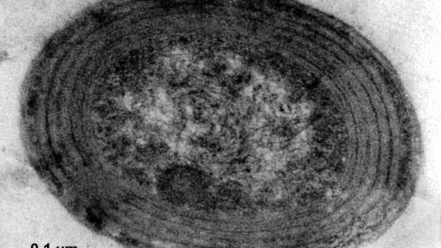 Prochlorococcus - zástupce fytoplanktonu oceánských pouští
