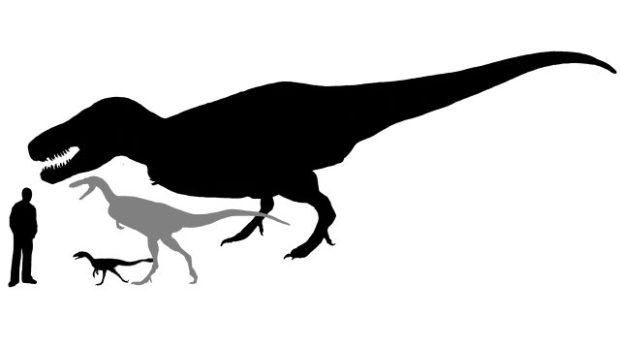 Dilong, Xiongguanlong a T. rex - tři tyranosauři seřazení podle velikosti od nejmenšího k největšímu