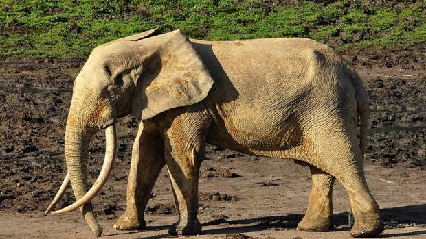 Samec slona pralesního. Jde o samostatný druh. V savanách žije slon africký.