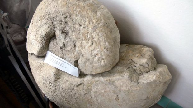 Zkamenělina hlavonožce /Ptenoceras alatum - Amonit ??/ (Regionální muzeum vesnice Dolní Újezd)