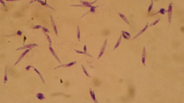 Ničivka (Leishmania)