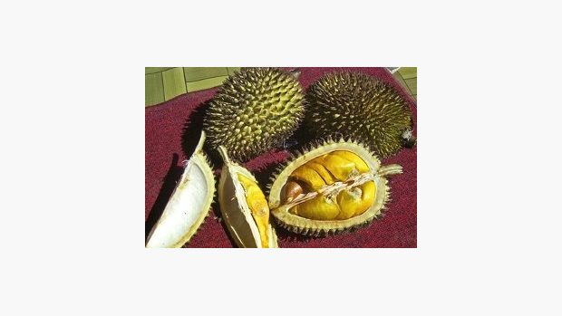Ovoce durian (Durio kutejensis)