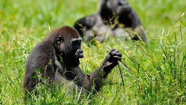 Gorily nížinné, Středoafrická republika