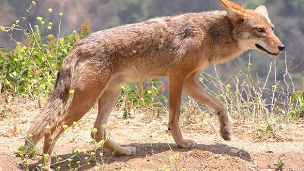 Kojot prérijní (Canis latrans)