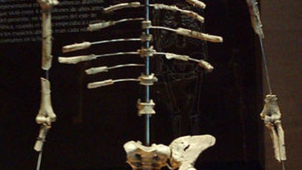 Replika kostry Lucy (Australopithecus afarensis) - Museo Nacional de Antropología, Ciudad de México