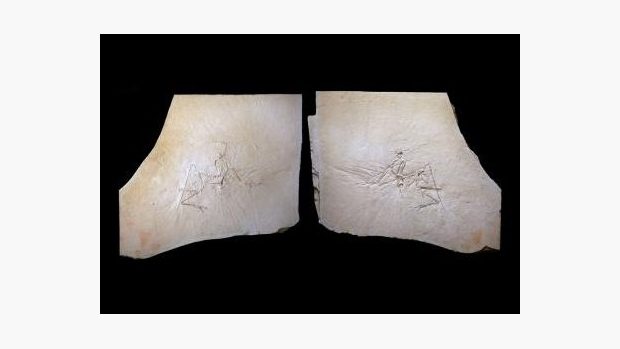 Štěpiny pocházely z fosilie nedospělého jedince, který je jedním z 10 dosud nalezených archeopteryxů