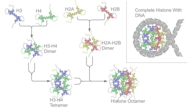 Histony (proteiny, na které se v buněčném jádře &quot;namotávají&quot; molekuly DNA)
