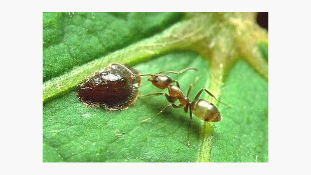 Mravenec argentinský (Linepithema humile) - dělnice