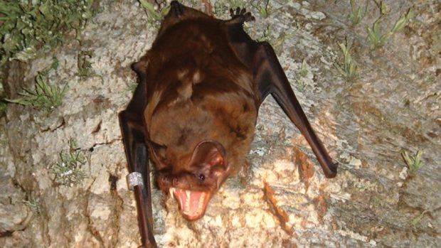 Netopýr obrovský (Nyctalus lasiopterus)