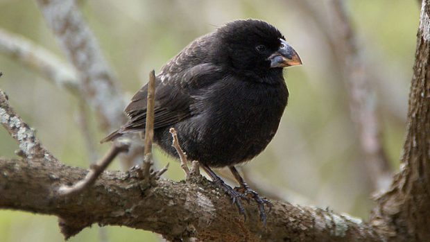 Pěnkava prostřední (Geospiza fortis)