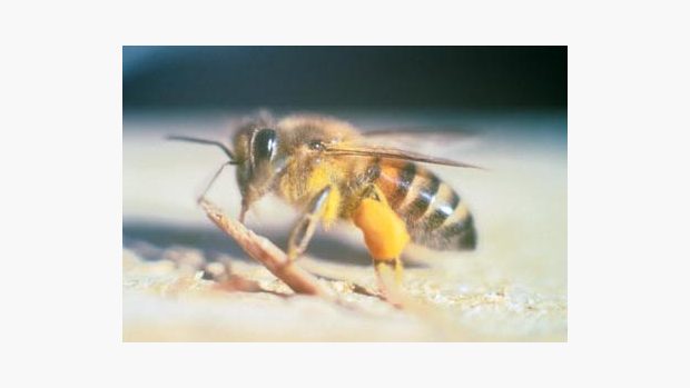 Zabijácké včely (anglicky &quot;killer bees&quot;) jsou kříženci mezi africkými včelami (Apis mellifera scutellata) a některým z evropských poddruhů včel medonosných