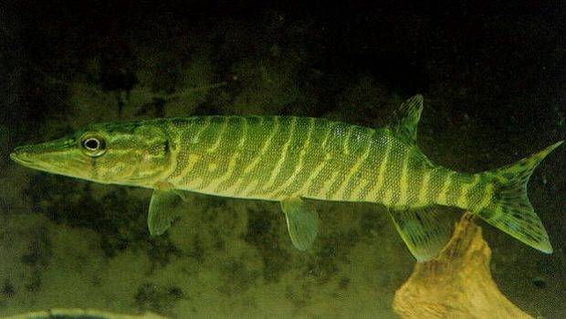 Štika obecná (Esox lucius)