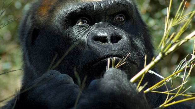Gorila nížinná - ilustrační foto