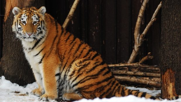 Tygr ussurijský ve stáří 1,5 roku