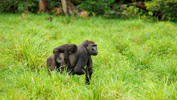 Gorila nížinná - samice s mládětem