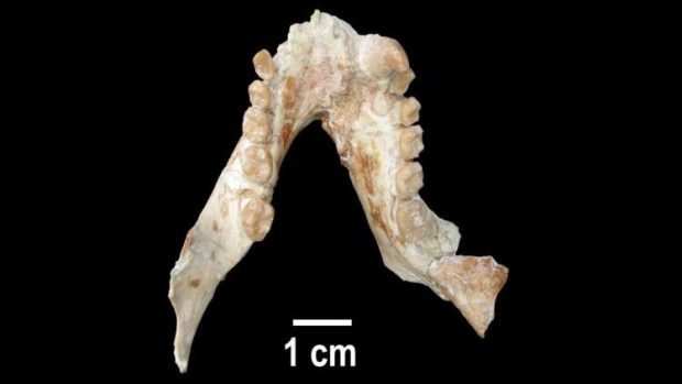 Dolní čelist samce dosud neznámého druhu pliopitéků, který dostal jméno dostal Pliopithecus canmatensis