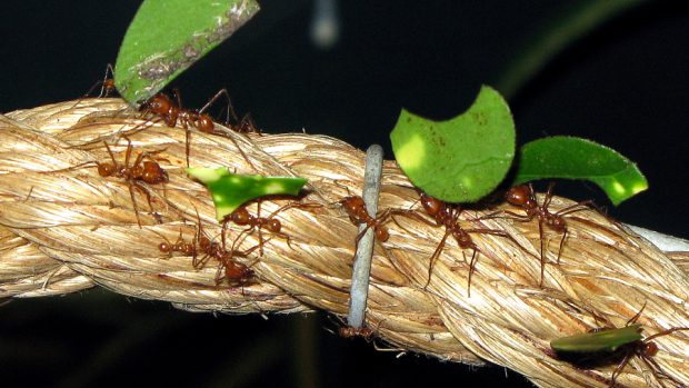 Mravenci s kusy listů