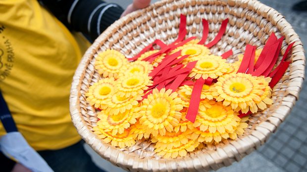 Žluté květy jako symbol Českého dne proti rakovině