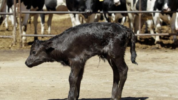 Got, první klonovaný býk ve Španělsku