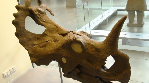 Centrosaurus, rohatý dinosaurus ze skupiny Ceratopsia