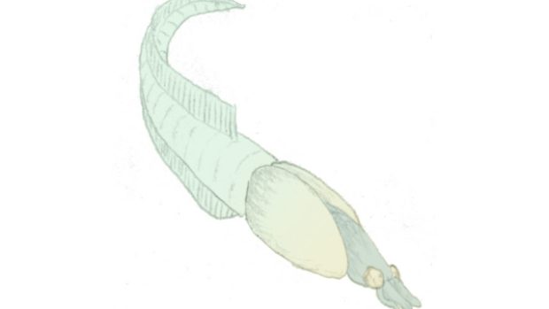 Nectocaris pteryx