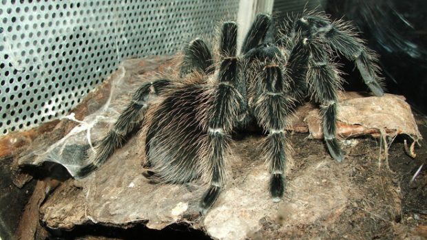 Jeden z exotických pavouků v expozici Svět hmyzu