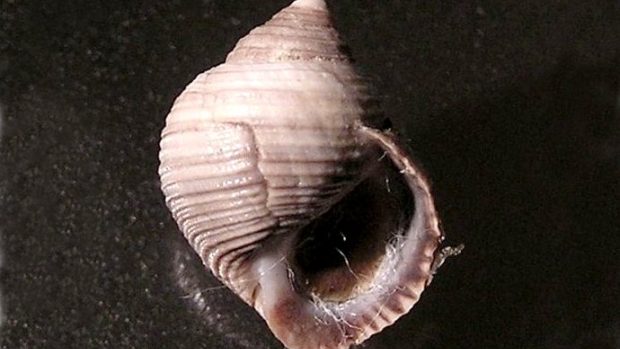 Plážovka skalní (Littorina saxatilis)