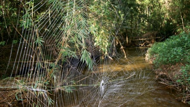 Pavouk Caerostris darwini tká enormně velké sítě