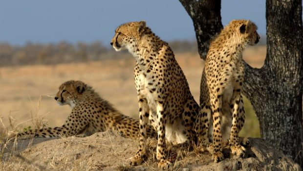 Odpočívající gepardi