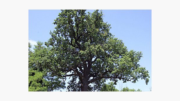 Hromův dub je starý 433 let