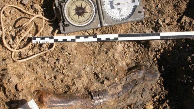 Vykopávky odhalily více než 400 kostí, které patří nejméně třem druhům dinosaurů