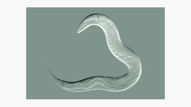 Háďátko obecné (Caenorhabditis elegans)