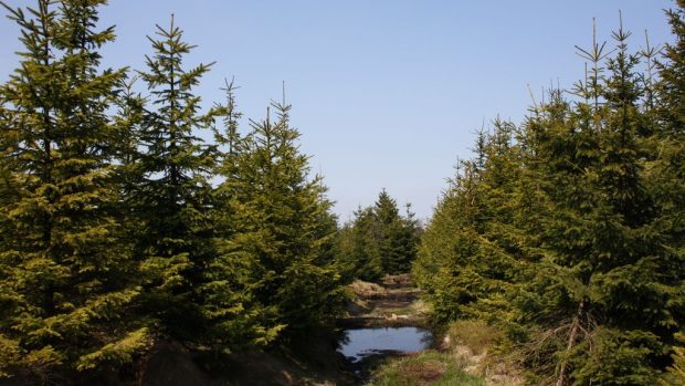 Revitalizované rašeliniště Cínovecký hřbet v Krušných horách