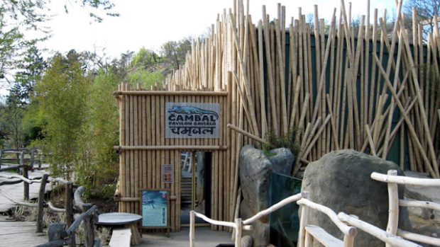 Pavilón gaviálů v pražské zoo byl vybudován v roce 2007 a nese název Čambal – po indické rezervaci, kde tito krokodýli žijí