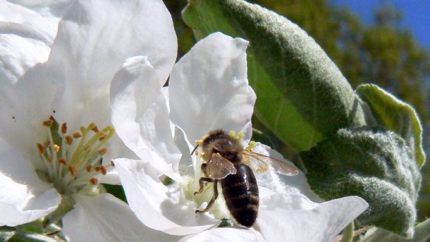 Včela. Děčín - zahrada, kvetoucí jabloň. 21.4.2009.