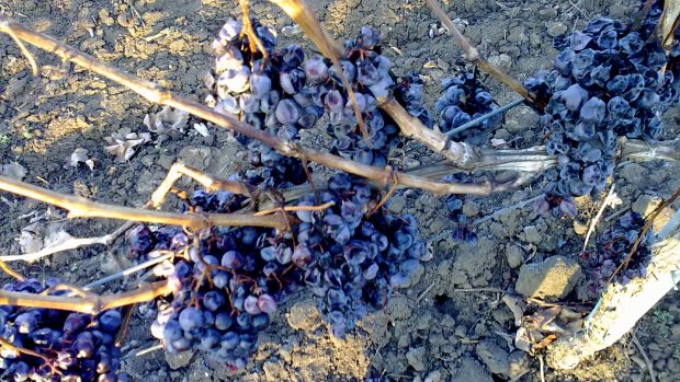 Hrozny, které poslouží k výrobě ledového vína