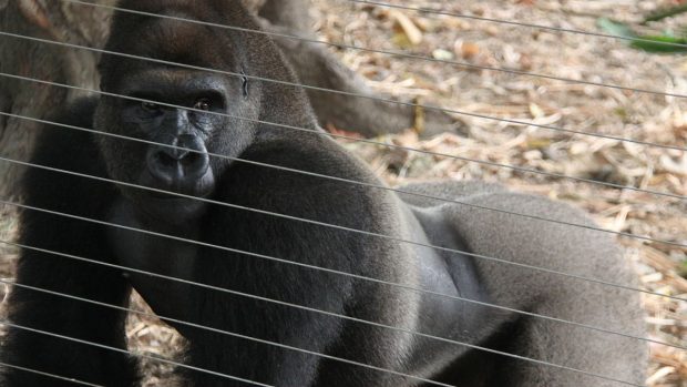 Mnoho z nich vidí gorilu na vlastní oči poprvé v životě