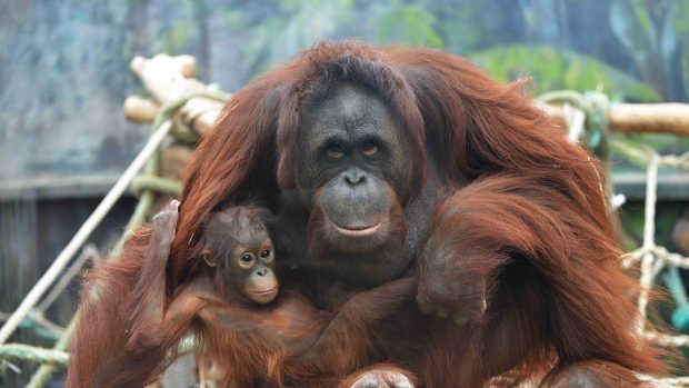Orangutani v ZOO Dvůr Králové nad Labem - samice Satu