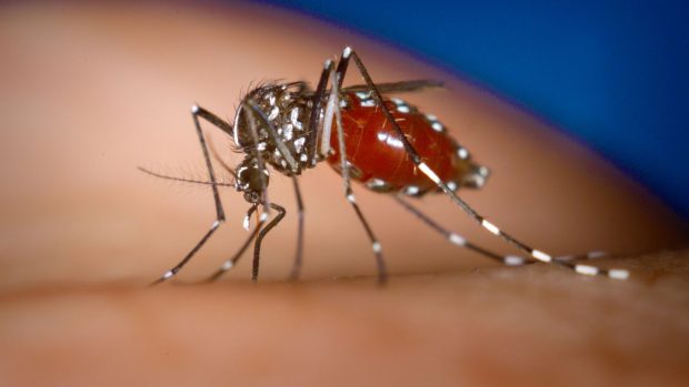 Komár tygrovaný je jedním z přenašečů horečky Chikungunya
